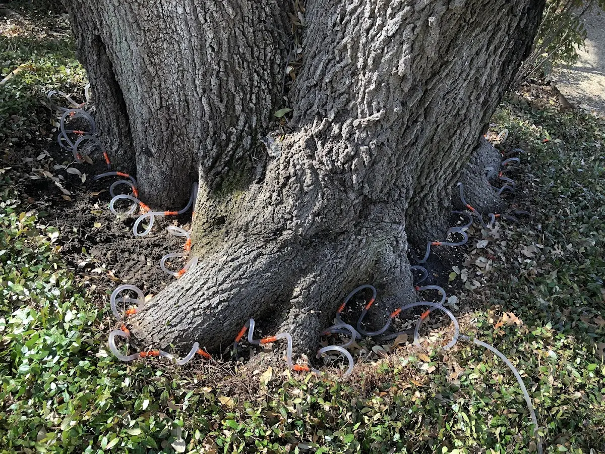 Detailed Shrub and Hedge Trimming job site in Bayfield