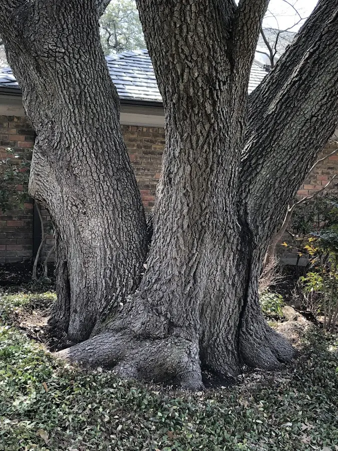Mature heritage tree close to a Bayfield property cared for by certified arborists
